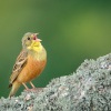 Strnad zahradni - Emberiza hortulana - Ortolan Bunting 7840